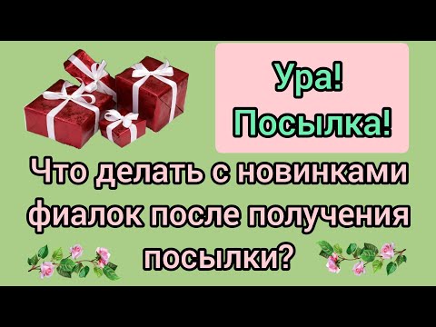 Видео: Новинки фиалок! Обязательна ли входящая обработка? Признаки заражения фиалки. Чем обработать?