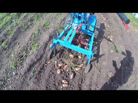 Видео: Уборка картофеля. Harvesting potatoes.