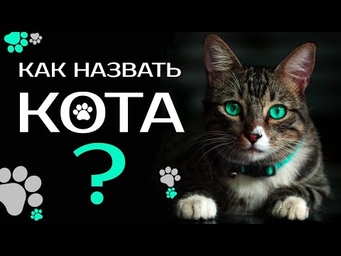 Видео: 😻 Как назвать котёнка. Клички для котов и кошек