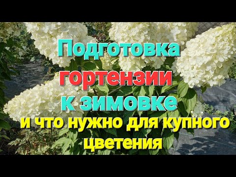 Видео: Подготовка гортензии к ЗИМОВКЕ