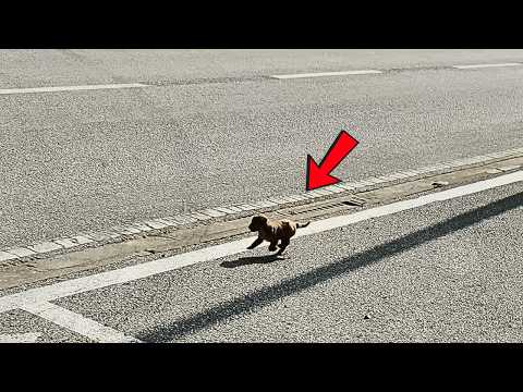 Видео: Я спас щенка, бросившегося на дорогу, обернулся — а там ещё трое! С другом решили забрать всех.