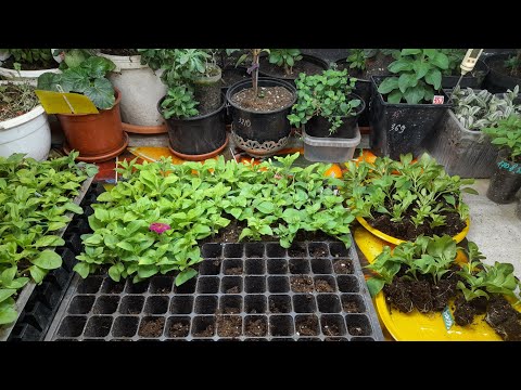 Видео: Кассеты для черенкования вегетативки.Суперские👍 и не очень 👎.