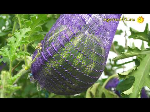Видео: Урожай - на зависть! Арбузы и дыни - в теплице