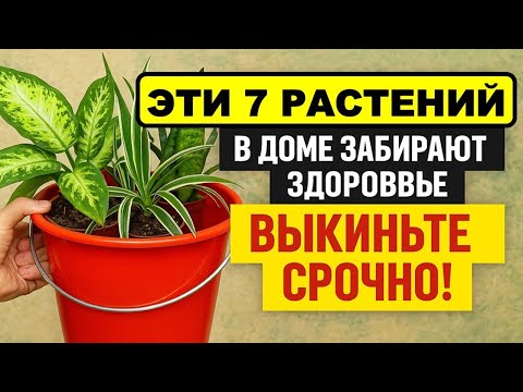 Видео: Какие 7 растений нельзя держать дома, иначе здоровье и удача уйдут навсегда! Приметы
