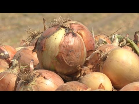 Видео: Аграрии Шенгельдинского сельского округа собрали 17 тысяч тонн лука