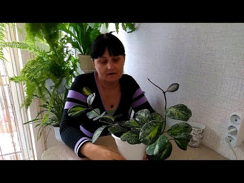 Видео: Мои комнатные растения  // Какие хойи я купила  // Хойя Обовата вар. сплеш