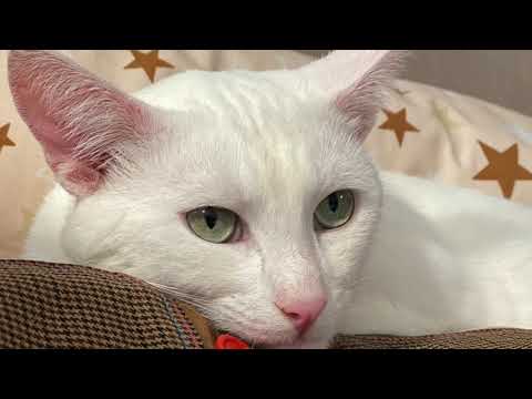 Видео: Влог вязальный - кардиганный)))