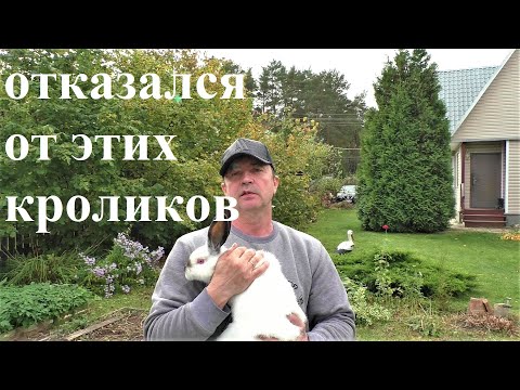 Видео: КАКОЙ ПОРОДЫ ЭТИ КРОЛИКИ Кролики содержание и разведение