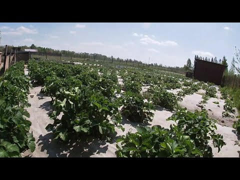 Видео: Коли краще садити розсаду полуниці,щоб був гарний урожай?/Підготовка до посадки полуниці/Полуниця