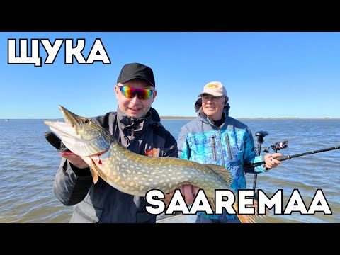 Видео: Ловим щуку на море. Почти вся щука с икрой. Две ночи на острове Saaremaa. Тестируем приманки.