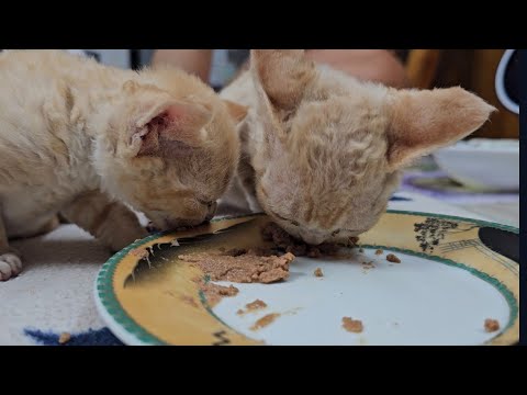 Видео: Первый прикорм котят, чем и как кормлю