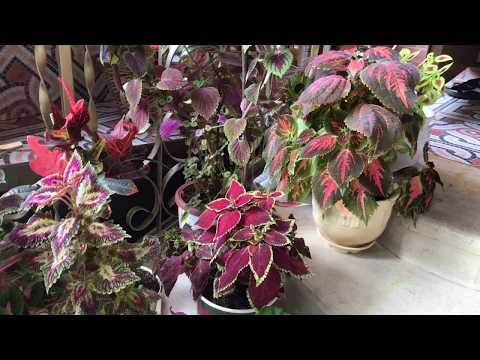 Видео: Самые неприхотливые цветы / колеусы / обзор уход как сохранить на зиму