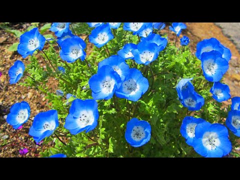 Видео: ЭТОТ ЦВЕТОК ЗАТМИТ ЦВЕТЕНИЕМ ПЕТУНИЮ и ЛОБЕЛИЮ! Обязательно посадите в саду или в кашпо-не пожалеете