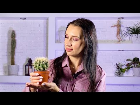 Видео: 🌵ЭХИНОКАКТУС ГРУЗОНИ УХОД В ДОМАШНИХ УСЛОВИЯХ🌵#эхинокактус#кактусы#суккуленты#echinocactusgrusonii