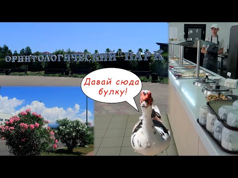 Видео: СОЧИ! Завтраки в Гамма Сириус. Орнитологический парк. Целую булку спёр! Граница с Абхазией.