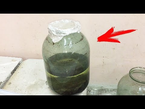 Видео: Почему нет инфузории в банке