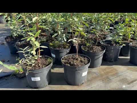 Видео: Питомник ГОРЧУХИНО !   Моя покупка ! 🌳
