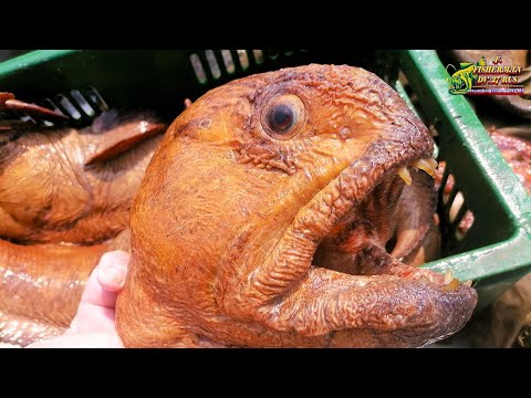 Видео: Страшная, но очень вкусная рыба-собака на пару с соусом самбал