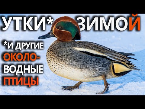 Видео: Зимующие водоплавающие птицы