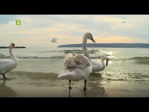 Видео: Птичите царства по Северното Черноморие,  "№1 – Туризмът" - 27.03.2022 по БНТ