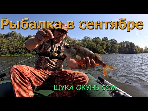 Видео: Рыбалка в Сентябре. ЩУКА, ОКУНЬ, СОМ. Живу на реке