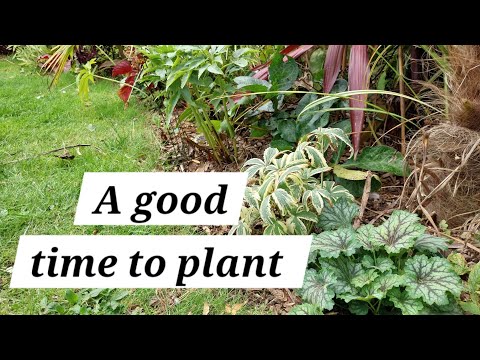 Видео: Посадка вечнозеленых растений, сбор семян и тропические беседы