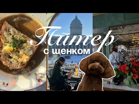 Видео: ВЛОГ: ПИТЕР С ЩЕНКОМ | дог-френдли места в Питере