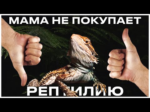 Видео: КАК УГОВОРИТЬ РОДИТЕЛЕЙ КУПИТЬ РЕПТИЛИЮ | Полезные советы для новичка
