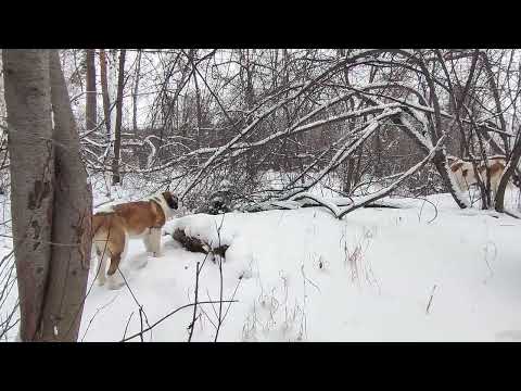 Видео: 🐕Прогулки с Сенбернарами в глухом лесу 💫