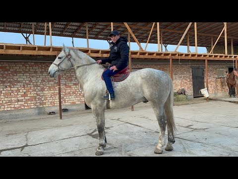 Видео: Мына аттар 🔥🔥 || Сарай 👍👍👍