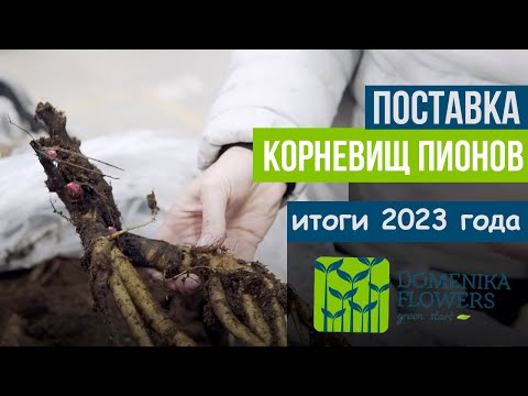Видео: ПОСТАВКА КОРНЕВИЩ ПИОНОВ. Итоги 2023 года. Заложили плантацию!