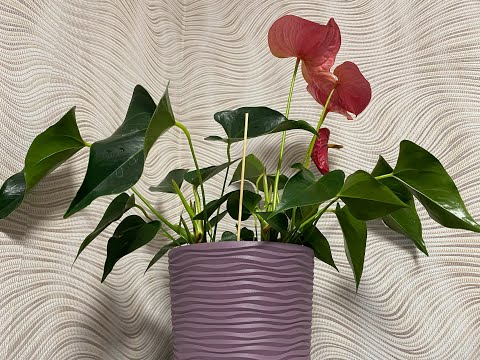 Видео: Антуриум мужское счастье из АТБ групповая посадка, ревизия корней, специализированный грунт