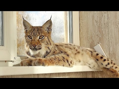 Видео: Выкупленная РЫСЬ Клео хорошо кушает и готовится к переезду! Леопардик Хан хочет к рысям 🙈