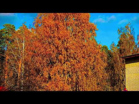 Видео: Осень на улицах города 🍂🍁🐈‍⬛🍁, Асбест, Средний Урал