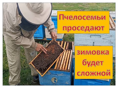 Видео: Предварительное формирование пчелосемей в зиму.