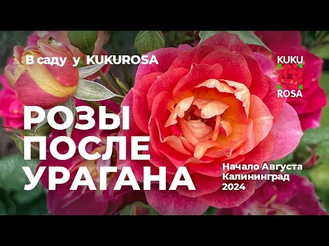 Видео: Самые стойкие розы после ливня 🌹 в саду у KUKUROSA 🌹