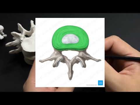 Видео: Омыртқа жотасының байланыстары|Соединения позвоночного столба