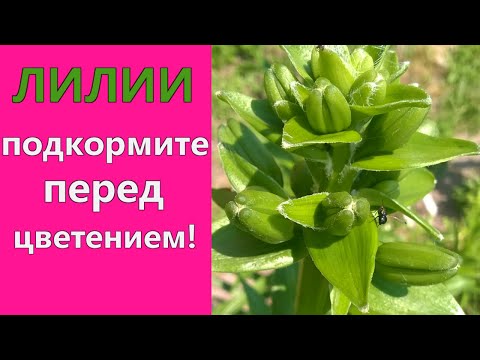 Видео: ПОДКОРМИТЕ этим ЛИЛИИ перед цветением!