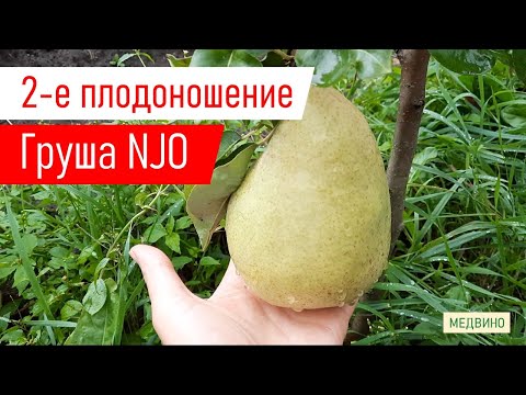 Видео: Груша NJO 2-е плодоношение