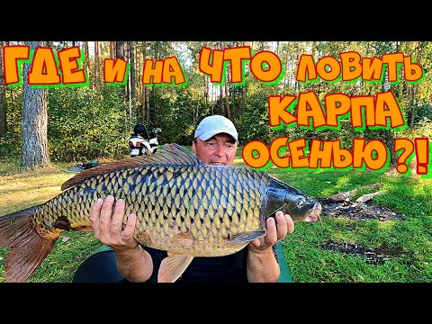 Видео: КЛЮЮТ ОДНИ ПАРОВОЗЫ !  Ловля КАРПА на БОКОВОЙ КИВОК осенью .