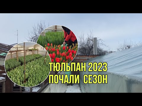 Видео: Вигонка тюльпану, починаємо сезон 2023