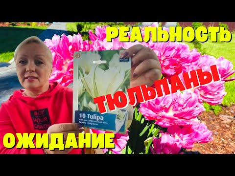 Видео: ТЮЛЬПАНЫ - ОЖИДАНИЕ И РЕАЛЬНОСТЬ! ЧТО ПОСАДИЛА, И ЧТО ВЫРОСЛО!