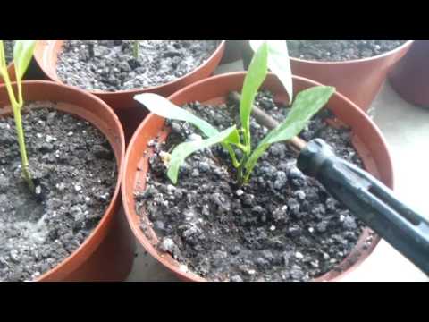 Видео: Метод дозировки удобрения Osmocote Exact Standart 12-14 в горшки