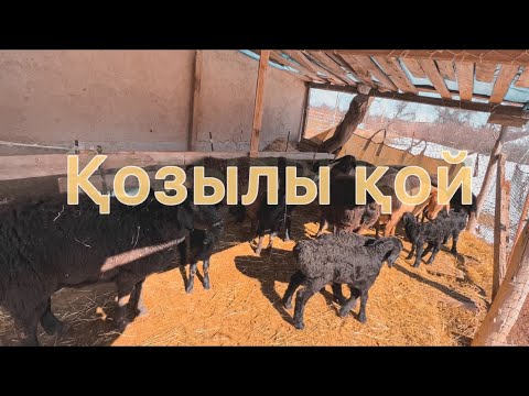 Видео: Қойға ақыр жайлы.