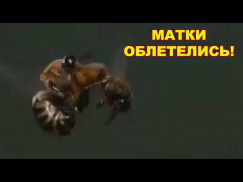 Видео: 100% облёт маток на Главный взяток.