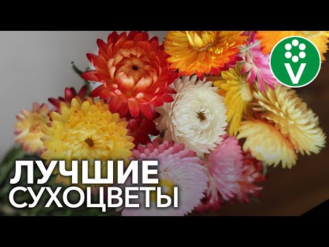 Видео: Эти цветы НИКОГДА не завянут! ЛУЧШИЕ СУХОЦВЕТЫ для зимних букетов