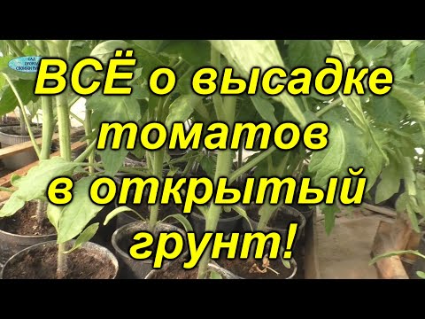 Видео: Высадка томатов в открытый грунт - все тонкости от схемы посадки до заправки лунки.