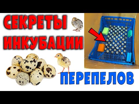 Видео: Секреты инкубации перепелов / Должен знать каждый птицевод!