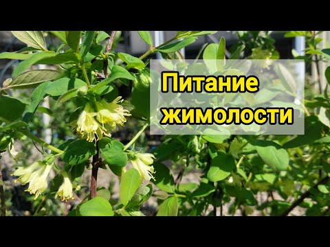 Видео: Как я кормлю жимолость на налив ягоды