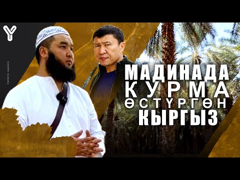 Видео: Мадинада курма өстүргөн кыргыз / Умра / Мадина /